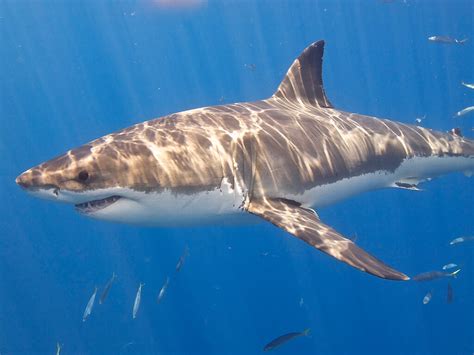 great white shark behavior facts.